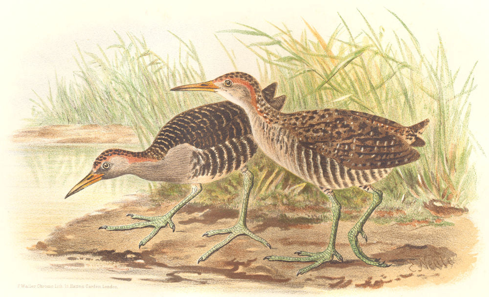 INDIAN GAME BIRDS. Blue-breasted Banded Rail. Chromolithograph. FINN 1915